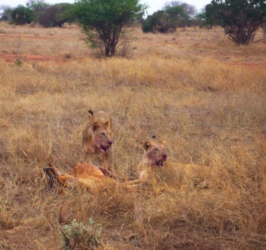 tsavo-16