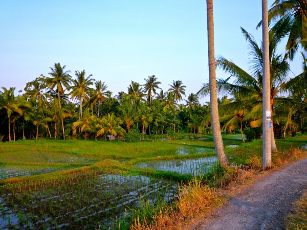 ricefields-3