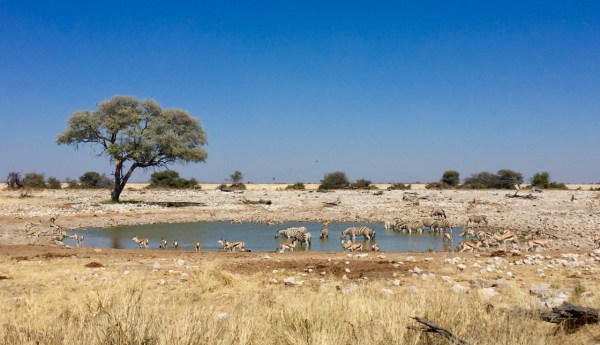 etosha-2