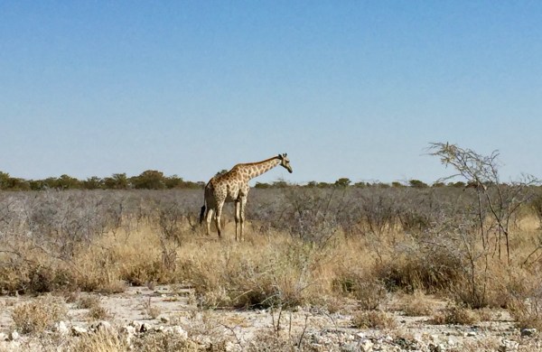 etosha-6
