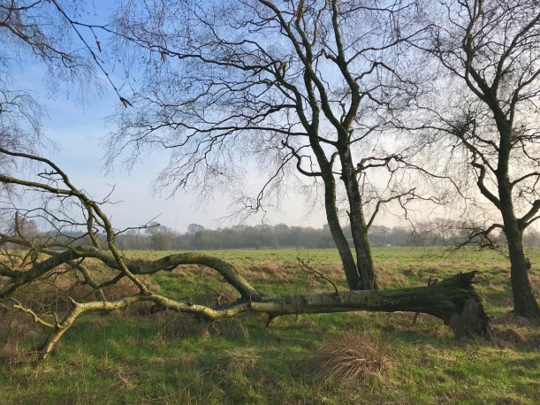 Brandebacks-spring-3