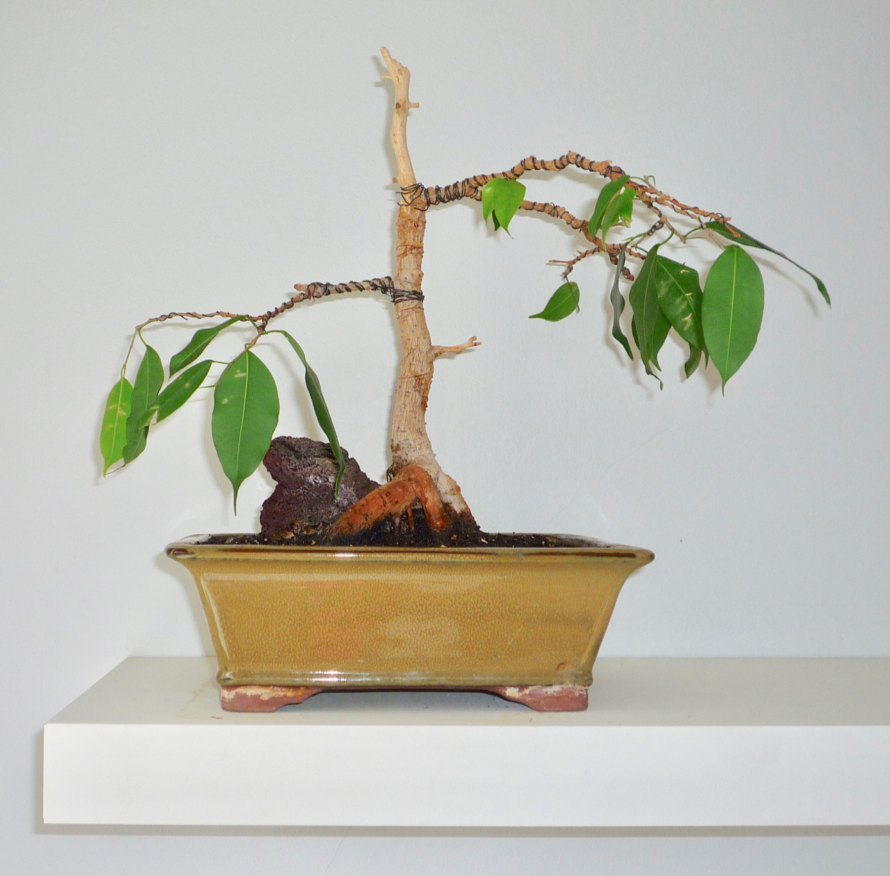 bonsai2012
