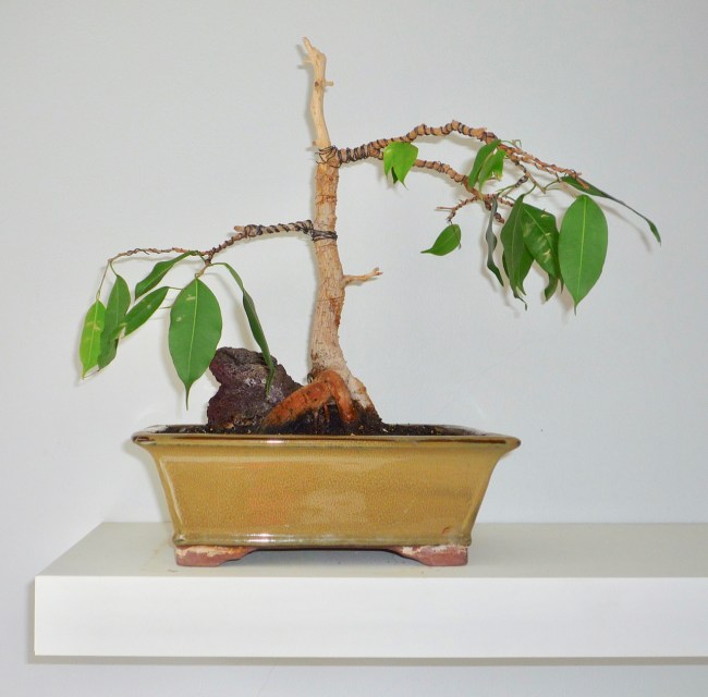 bonsai2012